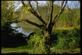 009044 Tree On Riverbank A4 Photo Print