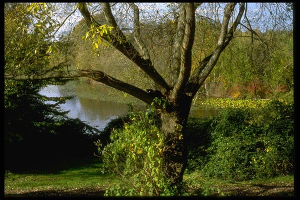 009044 Tree On Riverbank A4 Photo Print