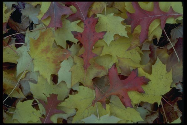 009045 Red And Yellow Leaves Close Up A4 Photo Print