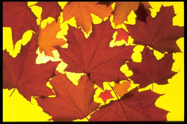 009046 Translucent Red Leaves On Yellow Background A4 Photo Print