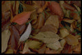 009047 Fall Leaves On Grass A4 Photo Print