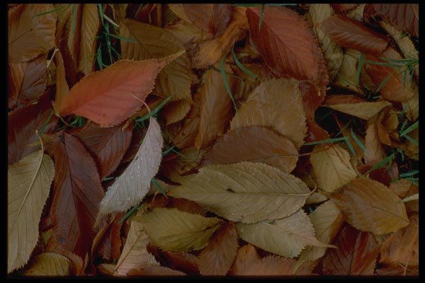 009047 Fall Leaves On Grass A4 Photo Print