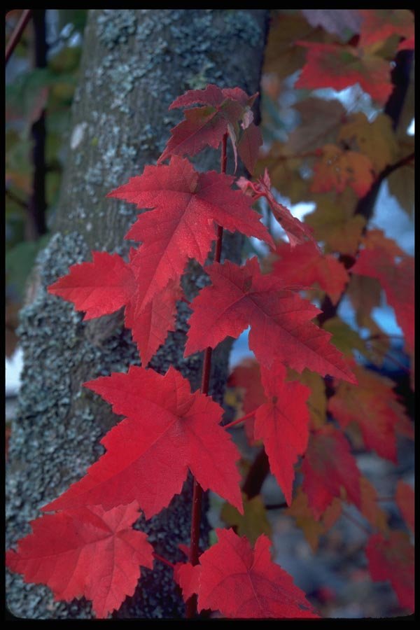 009048 Bright Red Leaves Against Bark A4 Photo Print