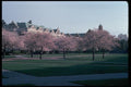 009049 Flowering Cherry Trees A4 Photo Print