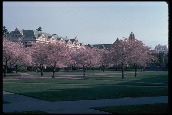 009049 Flowering Cherry Trees A4 Photo Print
