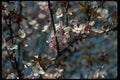 009050 Pink Blossoms A4 Photo Print