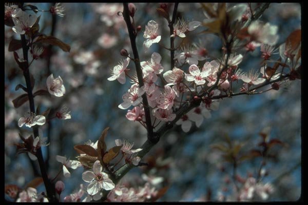 009050 Pink Blossoms A4 Photo Print