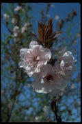 009051 Double flowered Pink Blossoms A4 Photo Print