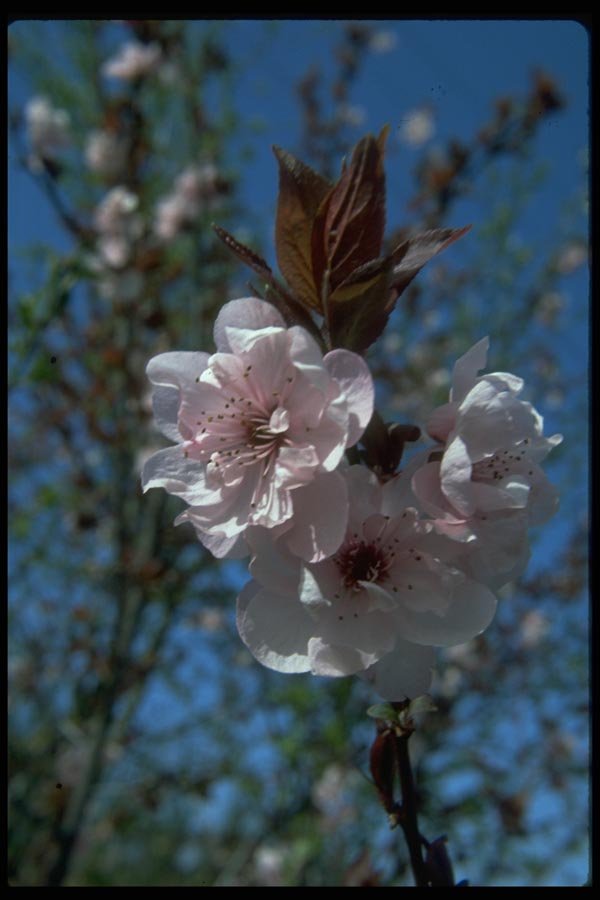 009051 Double flowered Pink Blossoms A4 Photo Print