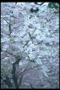 009052 Pale Pink Flowering Tree A4 Photo Print