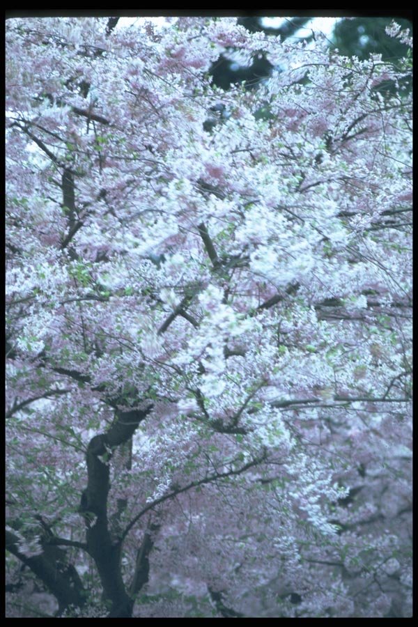 009052 Pale Pink Flowering Tree A4 Photo Print