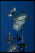 009053 White Blossoms On Twig A4 Photo Print