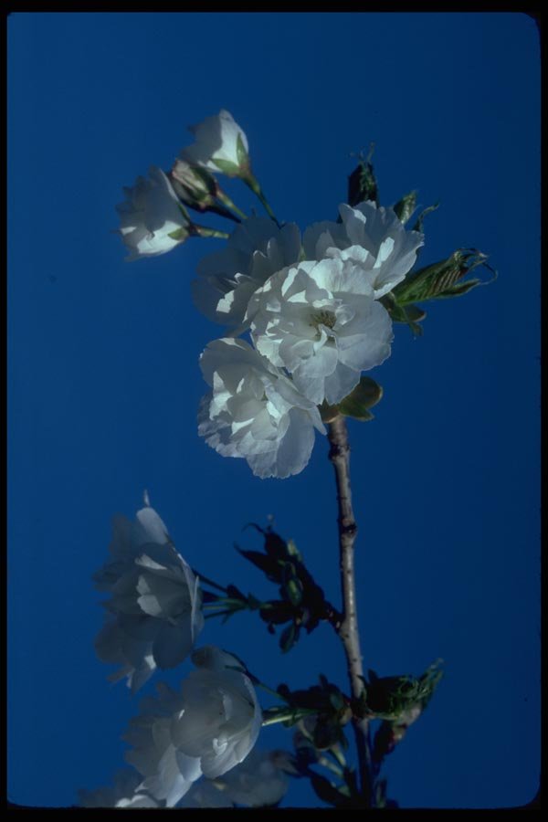 009053 White Blossoms On Twig A4 Photo Print