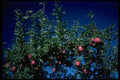 009054 Red Apples On Branches A4 Photo Print