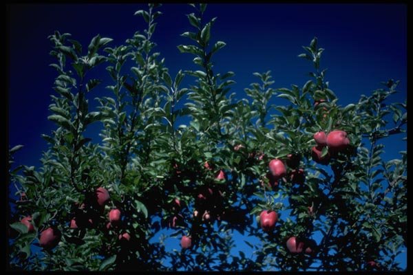 009054 Red Apples On Branches A4 Photo Print