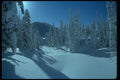 009056 Snow Covered Trees A4 Photo Print