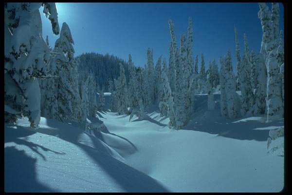 009056 Snow Covered Trees A4 Photo Print