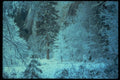 009057 Snow Traced Branches And Trees A4 Photo Print