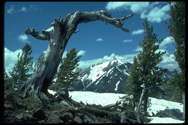 009058 Grat Snag, Snow Scene A4 Photo Print