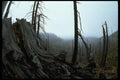 009059 Gnarled Stump, Dead Forest A4 Photo Print