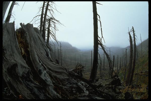 009059 Gnarled Stump, Dead Forest A4 Photo Print
