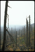 009060 Dead Trees In Fog, Fall Bushes A4 Photo Print