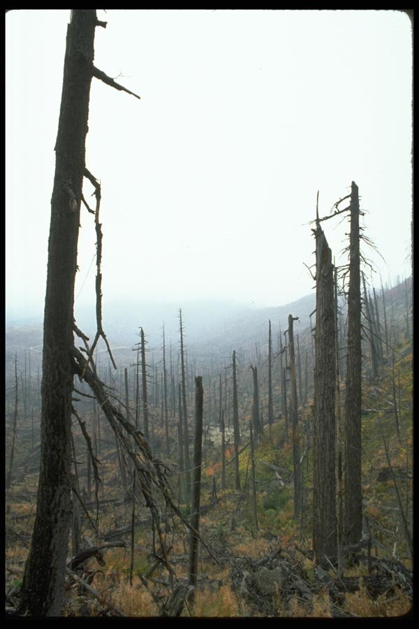 009060 Dead Trees In Fog, Fall Bushes A4 Photo Print