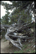 009062 Exposed Tree Roots A4 Photo Print