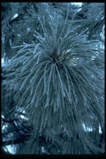 009063 Frosted Long Needles A4 Photo Print