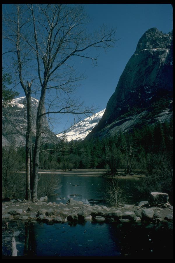 009064 Lakeside, Bare Tree And Mountain A4 Photo Print