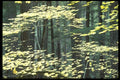 009066 Pale Yellow Vine Maple Trees A4 Photo Print