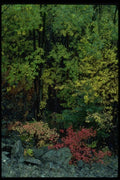 009067 Red, Yellow, Orange, Green Leaves A4 Photo Print