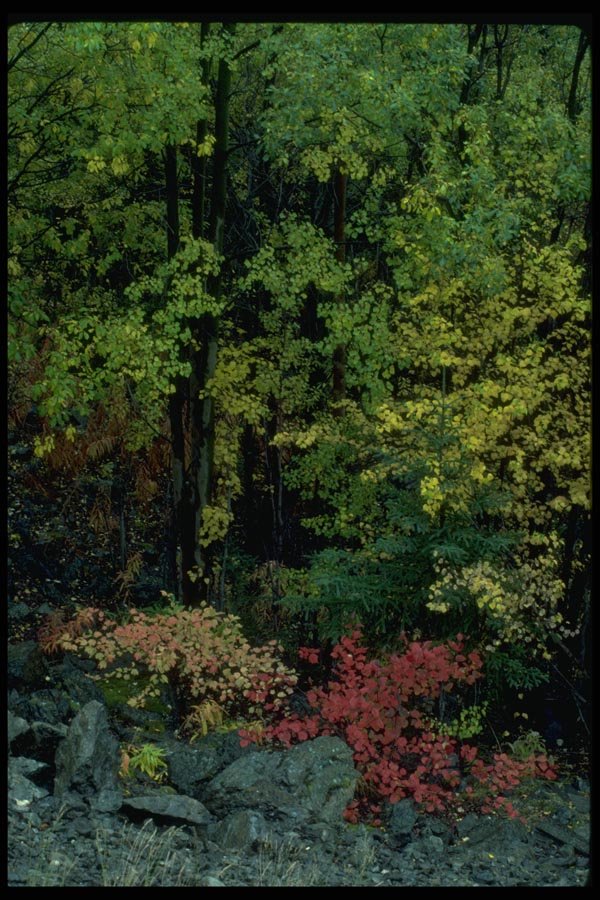 009067 Red, Yellow, Orange, Green Leaves A4 Photo Print