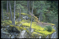 009068 Moss Covered Rocky Ledge A4 Photo Print