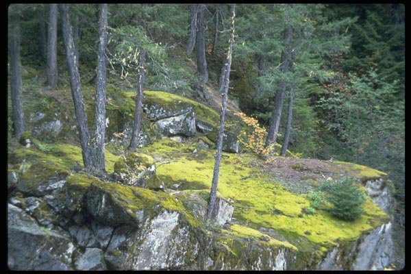 009068 Moss Covered Rocky Ledge A4 Photo Print