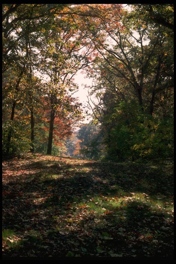 009069 Sun Dappled Park In Fall Colors A4 Photo Print