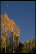 009070 Moon Over Tall Yellow Aspens A4 Photo Print