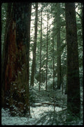 009071 Interior Of Forest In Winter A4 Photo Print