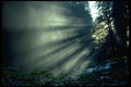 009072 Sunbeams Inside Forest A4 Photo Print