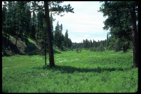 009073 Green Forest Meadow A4 Photo Print