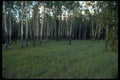009074 White Birch Trees A4 Photo Print
