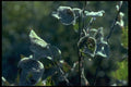 009075 Frosted Leaves Close Up A4 Photo Print