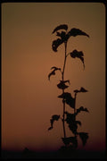 009076 Branch Silhouette, Orange Background A4 Photo Print