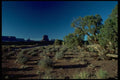 009077 Monument Valley, Gnarled Tree A4 Photo Print