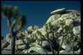 009078 Joshua Trees, Rocks Behind A4 Photo Print
