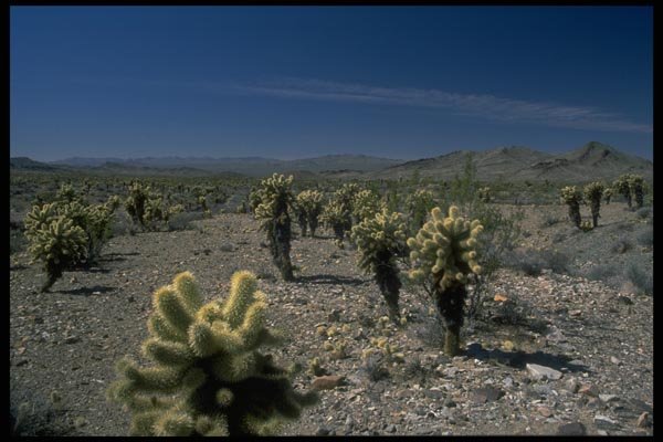 009079 Cactus Trees A4 Photo Print