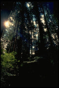 009080 Inside Dark Forest A4 Photo Print