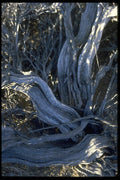 009081 Weathered Branches A4 Photo Print