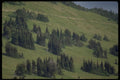 009084 Tight Groups Of Trees On Hillside A4 Photo Print