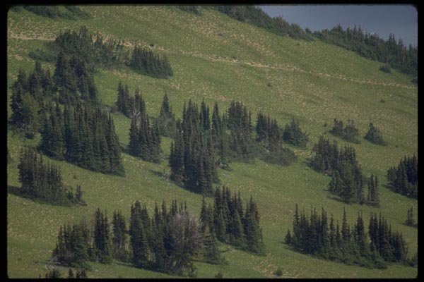 009084 Tight Groups Of Trees On Hillside A4 Photo Print